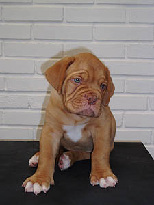 Zhivago 6 weeks